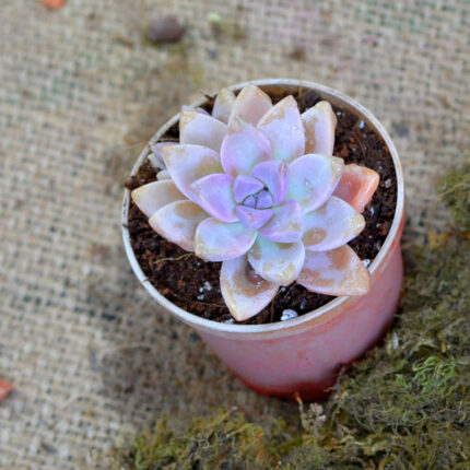 Graptosedum 'Alpenglow'
